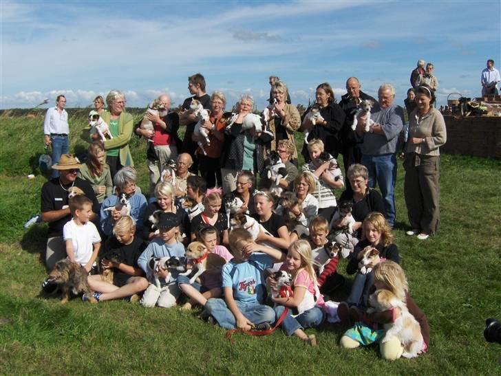 Blanding af racer Tippi - her er Tippi´s familie!  billede 7