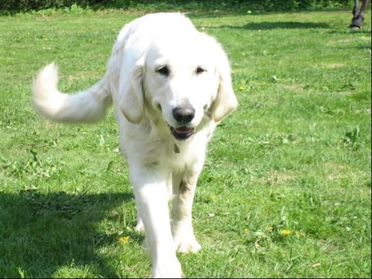 Golden retriever Flón - Søde lille flønse pølse billede 1