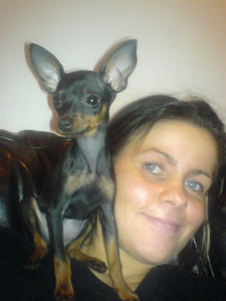 Prazsky krysarik Gucci billede 7