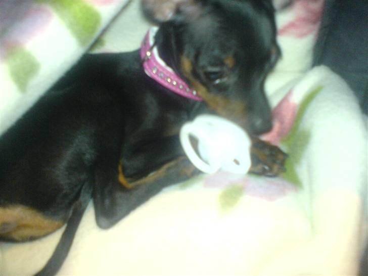 Prazsky krysarik Gucci - Baby Gucci billede 9