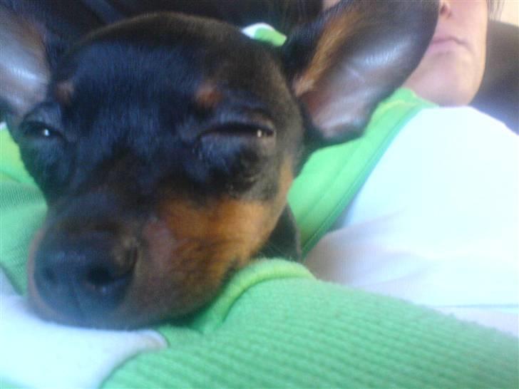 Prazsky krysarik Gucci - ZzZzZzZZZZzzZZzZzzZzZZzZzZZzzzzZZZzzZzzzzzZ billede 10