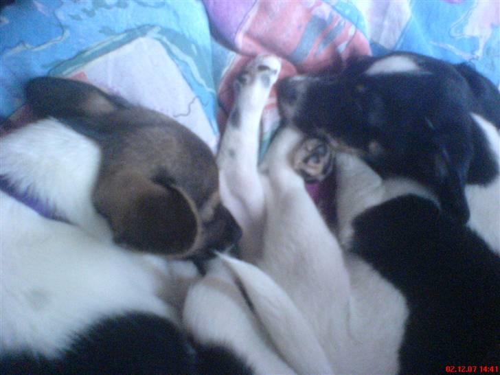 Blanding af racer Rocky - Hans søster og ham. billede 4