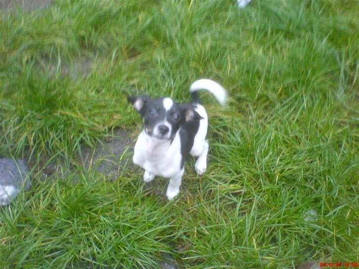 Blanding af racer Rocky billede 5