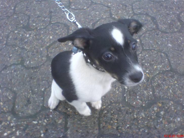 Blanding af racer Rocky - Uden og gå tur. billede 6