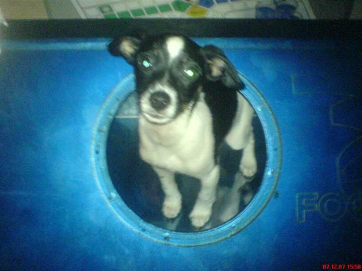 Blanding af racer Rocky - Han kravlet ind i en basboks:D billede 7