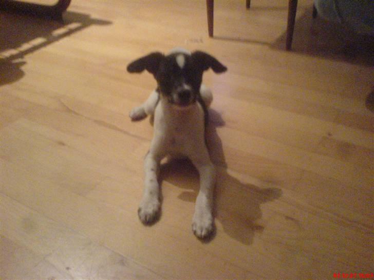 Blanding af racer Rocky - Han kan ligge :P billede 8