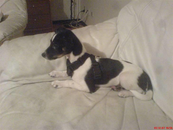 Blanding af racer Rocky billede 9