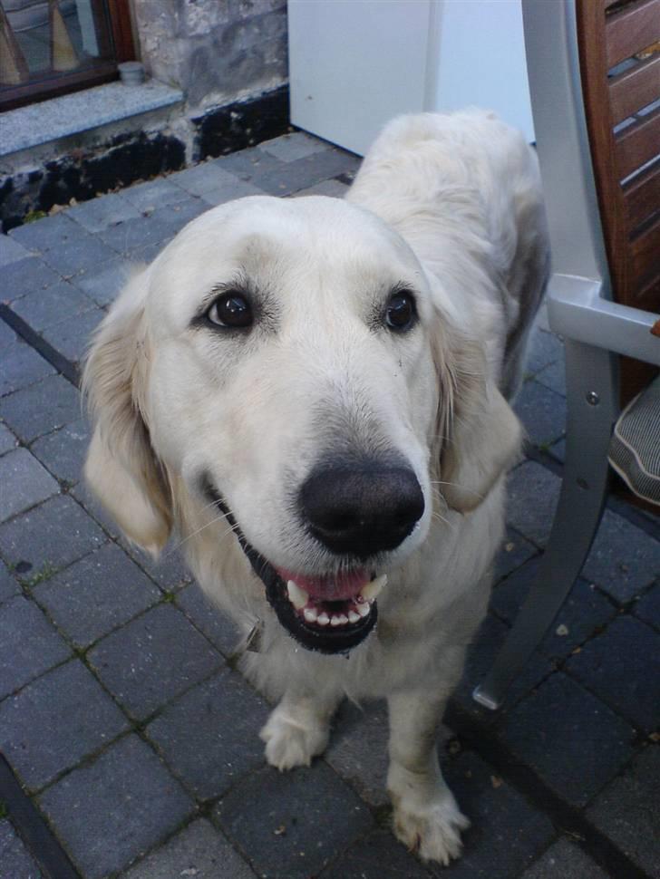 Golden retriever Flón billede 5