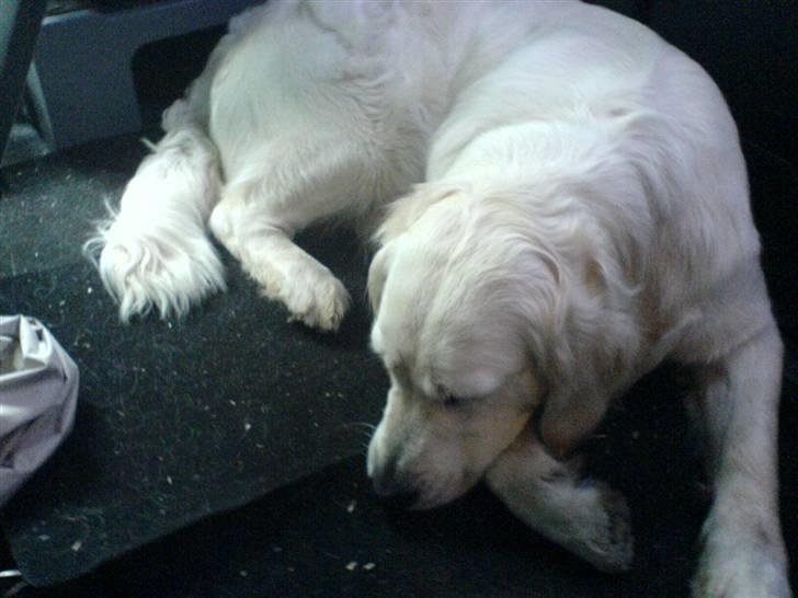 Golden retriever Flón billede 6