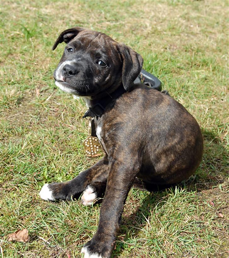 Staffordshire bull terrier Loui billede 1