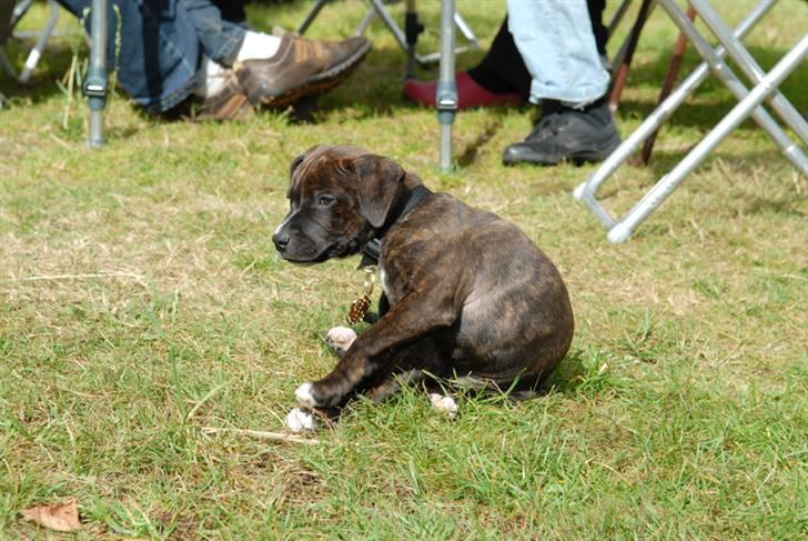 Staffordshire bull terrier Loui billede 2