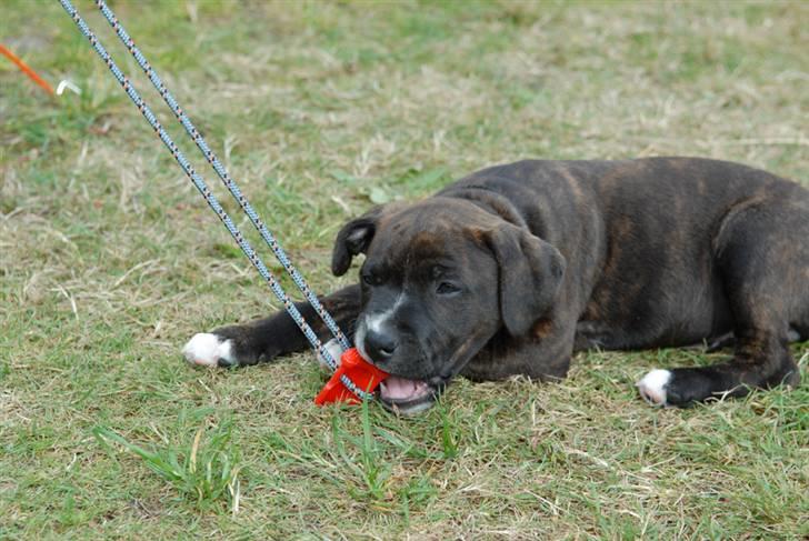 Staffordshire bull terrier Loui billede 3
