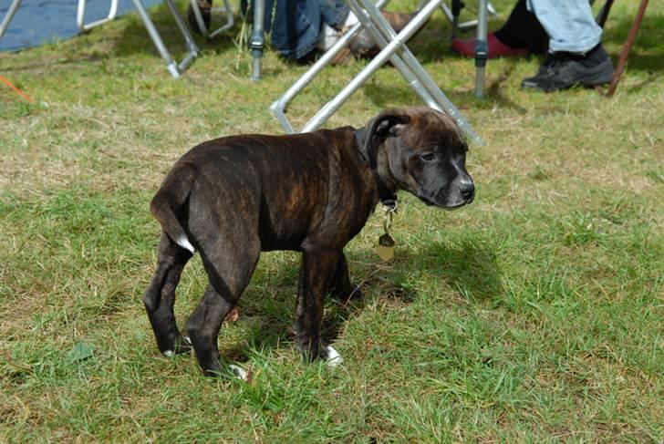 Staffordshire bull terrier Loui billede 4