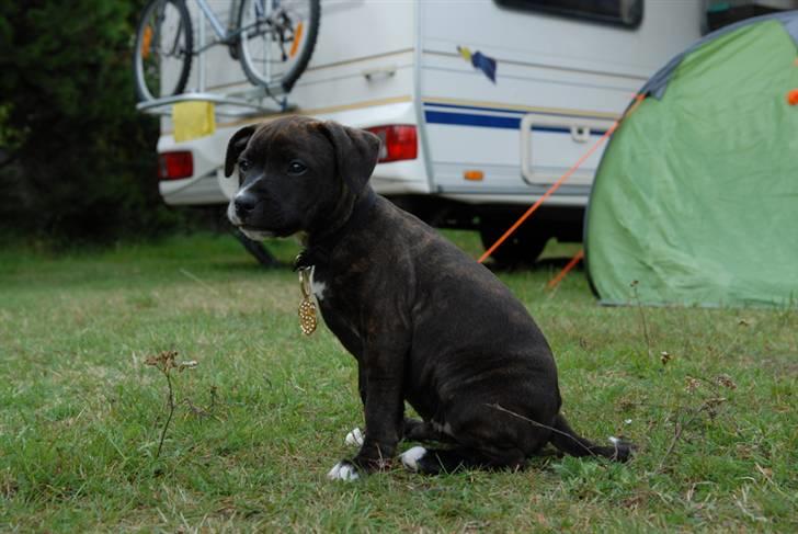 Staffordshire bull terrier Loui billede 5