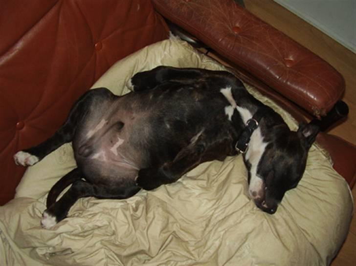 Staffordshire bull terrier Loui - Det er dejligt at flade ud! billede 6