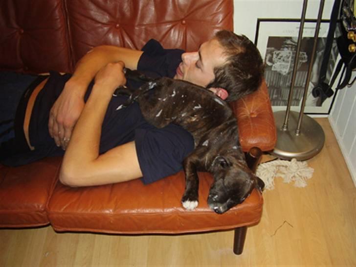 Staffordshire bull terrier Loui - Loui og hans farmand, de har vidst rodet for meget med maling.. Hegnet trængte:) billede 7