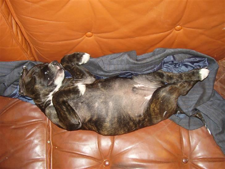 Staffordshire bull terrier Loui billede 8