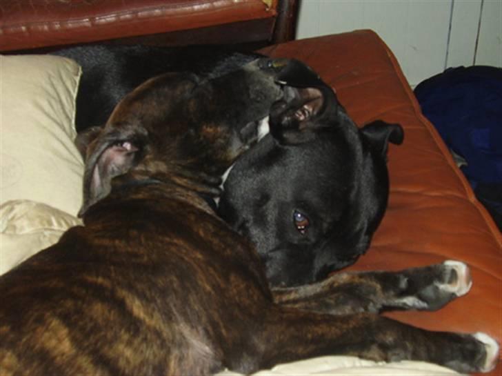 Staffordshire bull terrier Loui - Se hvor de putter... billede 9