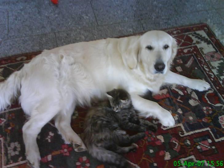 Golden retriever Flón - Flón og vores kat Pepper billede 7