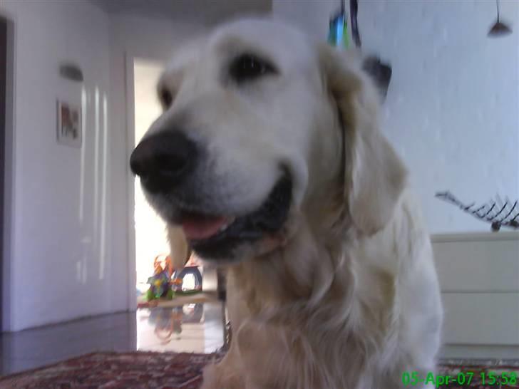 Golden retriever Flón billede 8