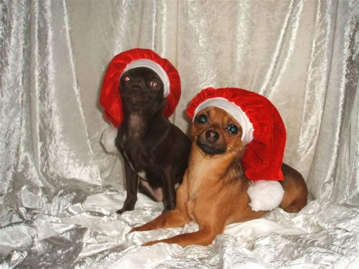 Chihuahua Zoe - Julehundene Justin og Zoe :o) billede 12