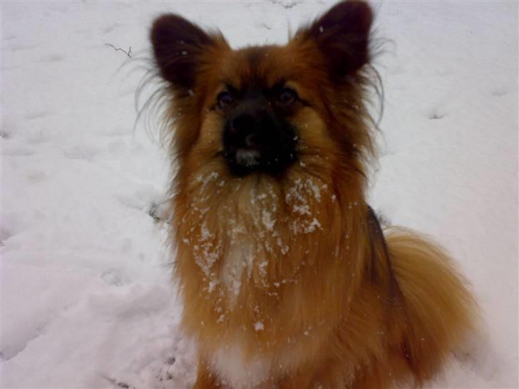 Blanding af racer Gizmo billede 19