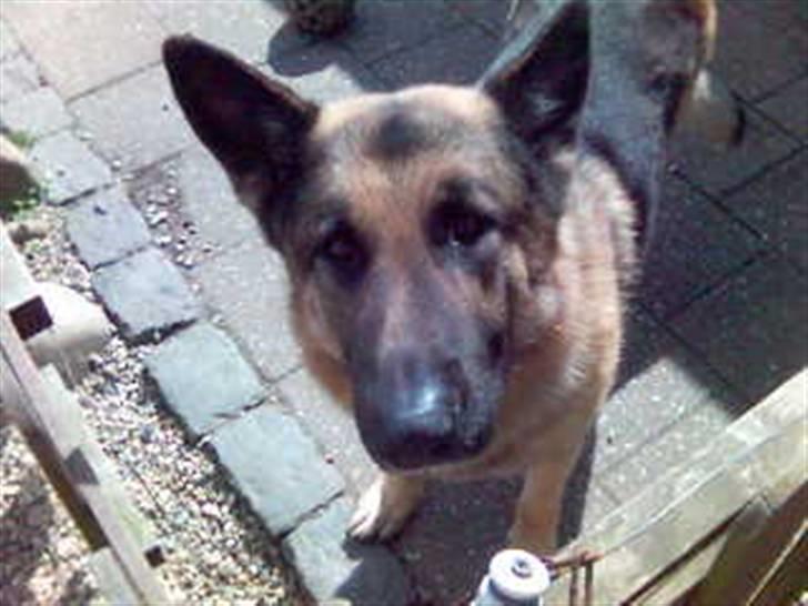 Schæferhund samson<3 - Er jeg ikke bare sød?;) billede 1