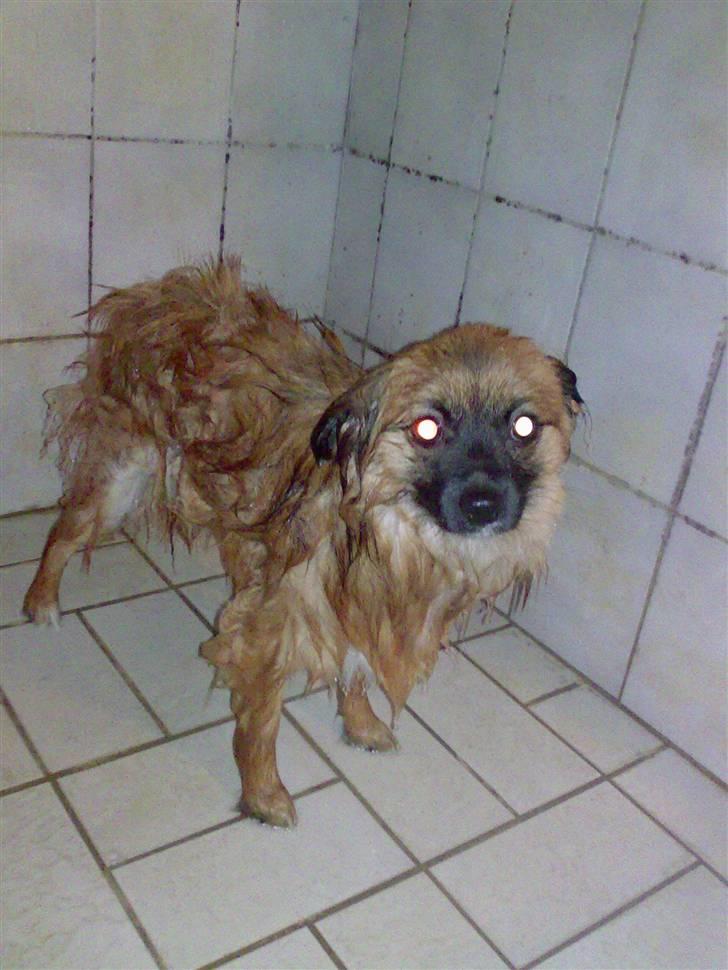 Blanding af racer Gizmo - Øv jeg hader at være i bad..MEN det er sjovt når man nå ryste sig efter.. billede 20