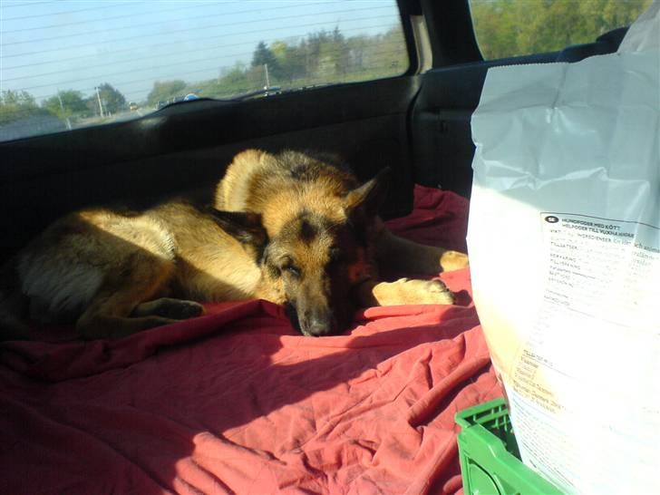 Schæferhund samson<3 - altid godt med en slapper, når man skal langt.. billede 2