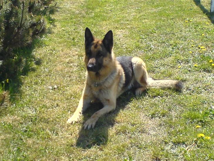 Schæferhund samson<3 - er jeg ik køn? billede 3