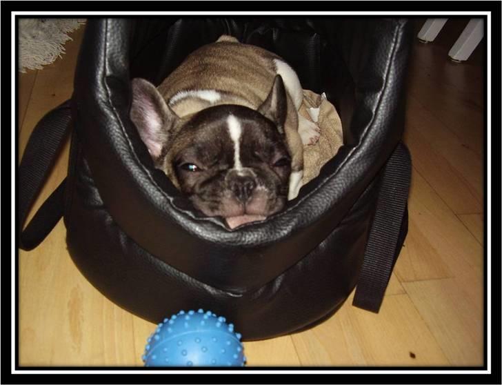 Fransk bulldog Kato *RIP* - Ligger lige og putter... billede 2