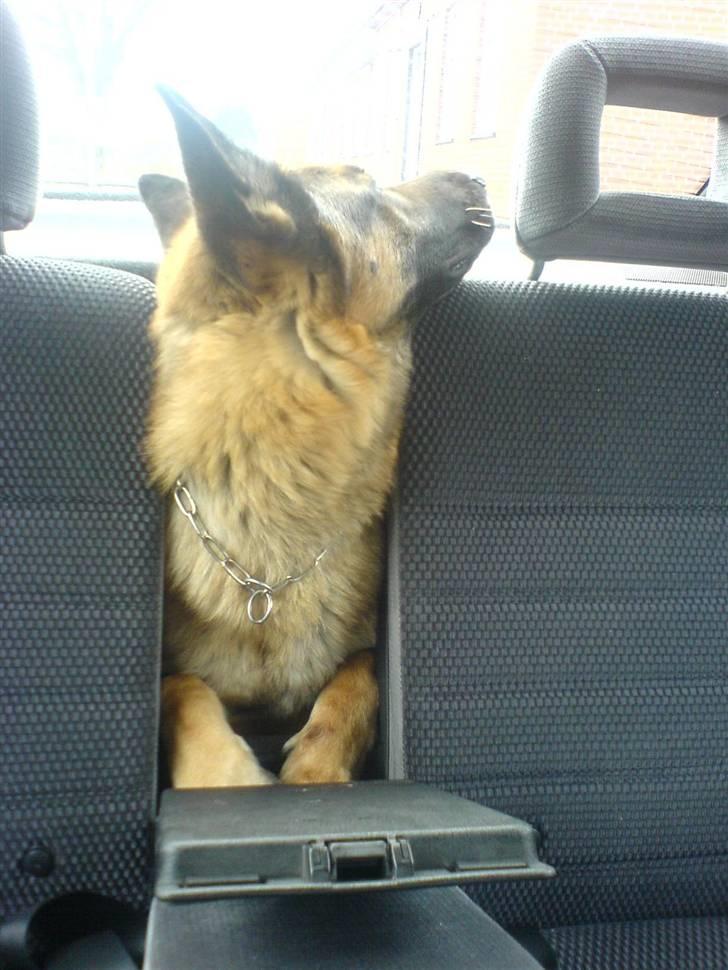 Schæferhund samson<3 - "hey hvor skal du hen?" billede 4