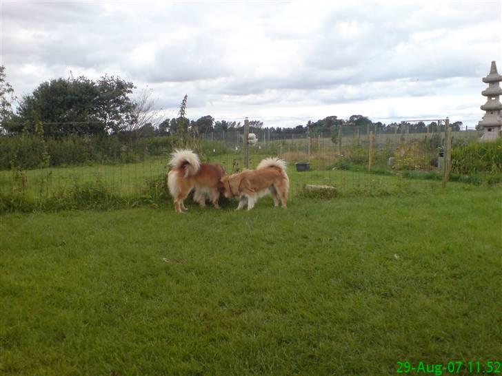 Islandsk fårehund Kato - Kato`s forældre i Agerskov billede 6