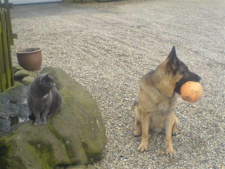 Schæferhund samson<3 - mig og min allerbedste ven Sille<3 billede 5