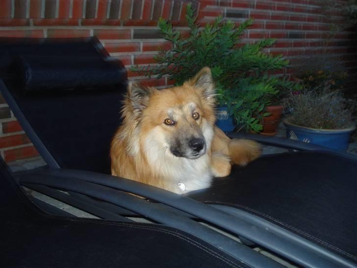 Islandsk fårehund Kato - Er bare så træt . billede 7