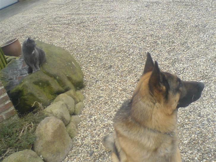 Schæferhund samson<3 - mig og Sille kigger på naboens schæfer hun hund hehe billede 6