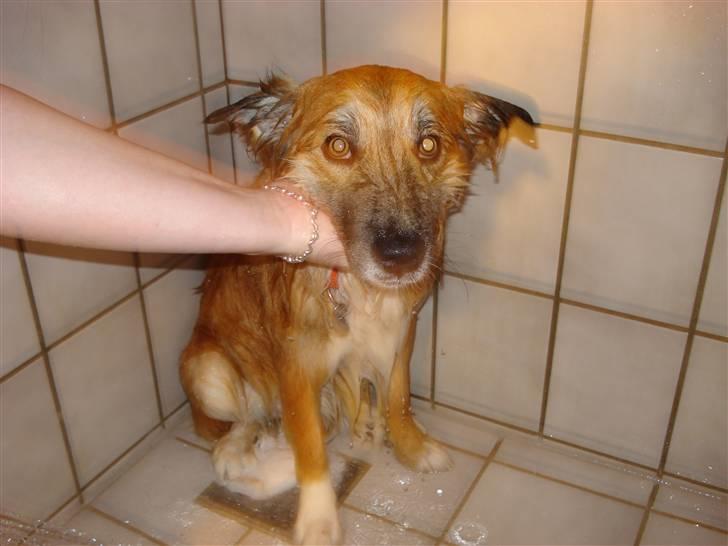 Islandsk fårehund Kato - Ihhh altså mor... bli nu snart færdig :0) billede 8