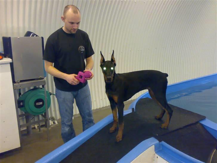 Dobermann Tika di Altobello - 8 mdr gammel billede 10
