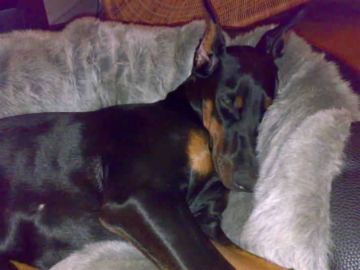 Dobermann Tika di Altobello - Julegaven! Tika 7 mdr gammel billede 11