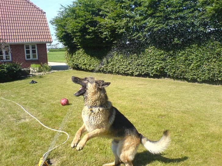 Schæferhund samson<3 - der er bare ikke noget sjover end at lege i vand en varm sommer dag:) billede 7