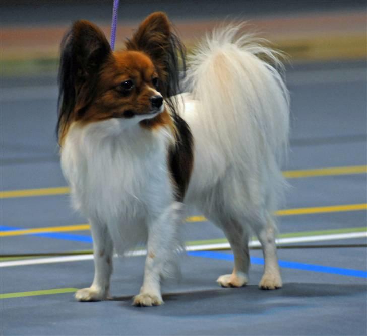 Papillon Troldshøjs Amsi billede 1