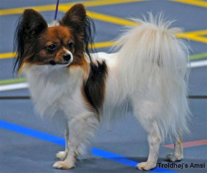 Papillon Troldshøjs Amsi billede 2