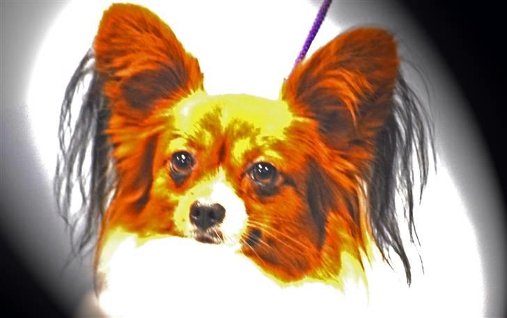 Papillon Troldshøjs Amsi billede 3