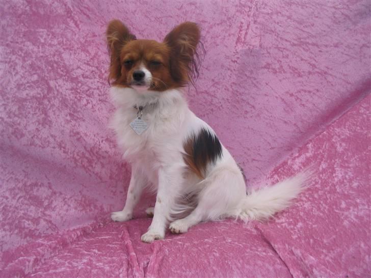 Papillon Troldshøjs Amsi billede 4