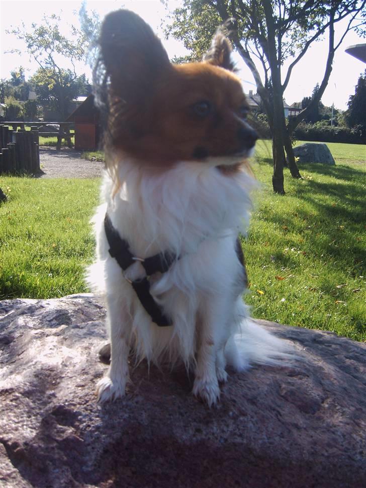 Papillon Troldshøjs Amsi billede 5