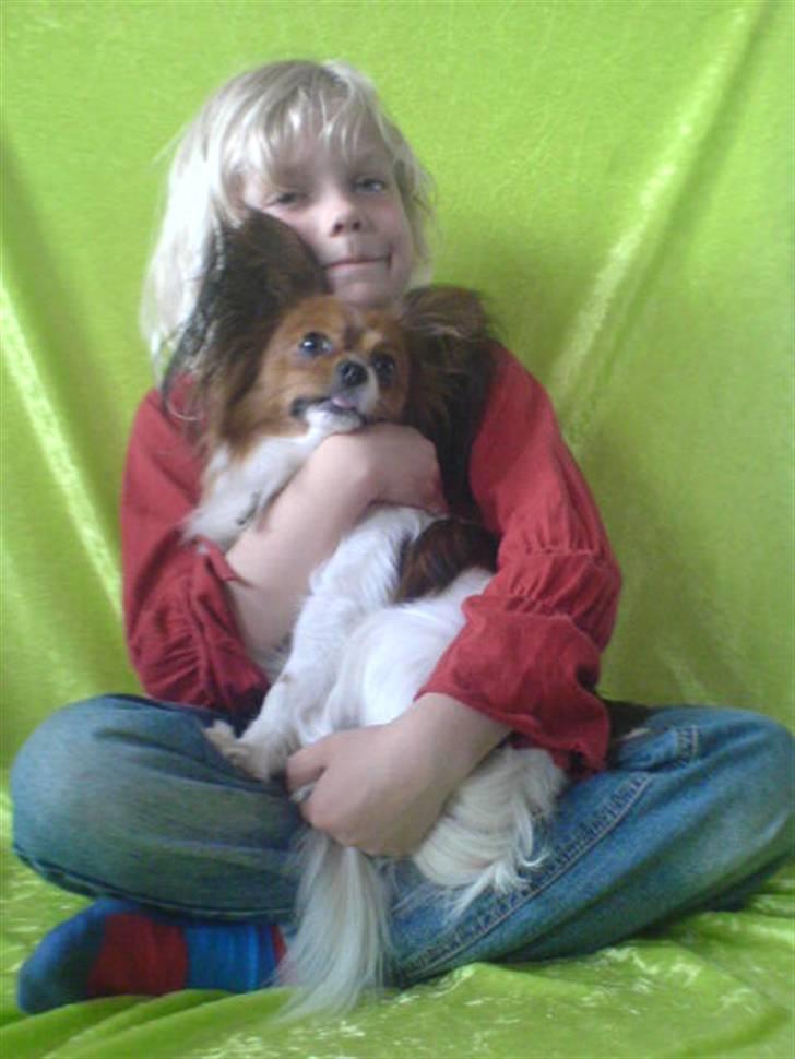 Papillon Troldshøjs Amsi billede 6