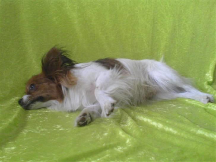 Papillon Troldshøjs Amsi billede 7