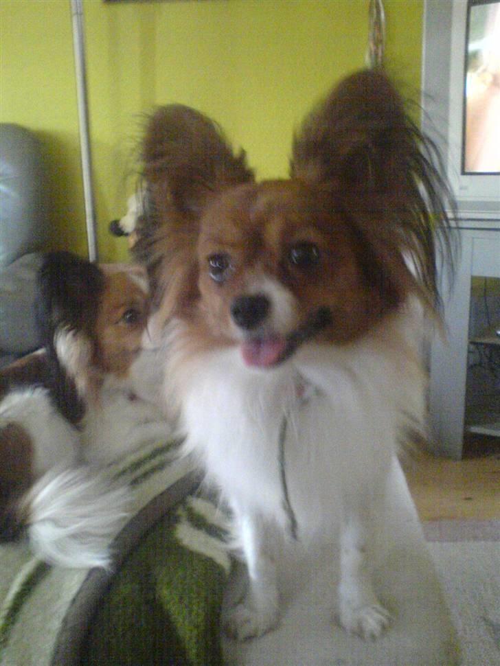 Papillon Troldshøjs Amsi billede 8