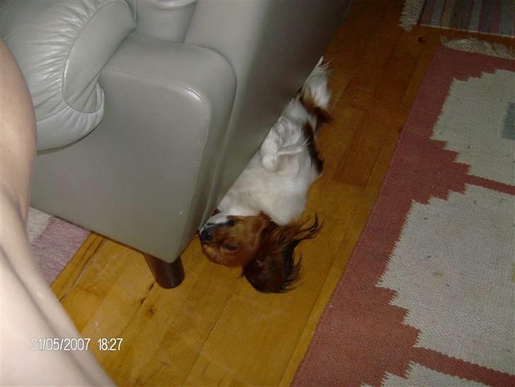 Papillon Troldshøjs Amsi billede 9