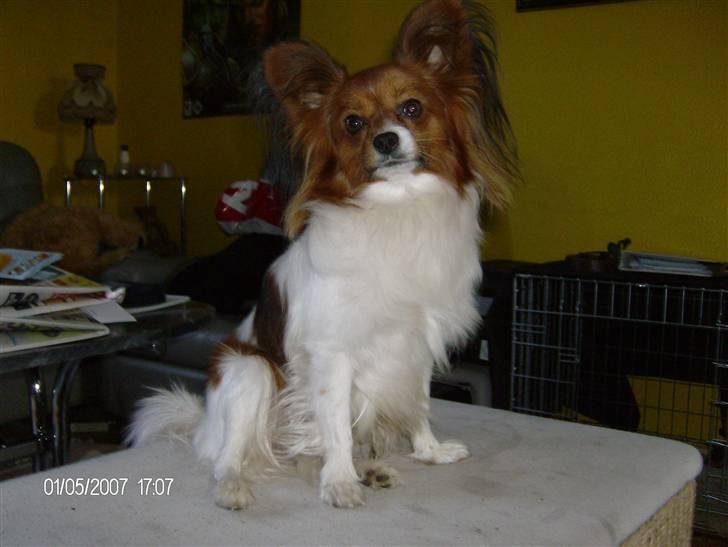 Papillon Troldshøjs Amsi billede 10